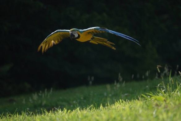 Цифр. фотокамера Sony Cyber-Shot RX10 MkIV (DSCRX10M4.RU3) [17548]