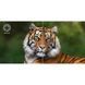 Проектор ACER AOpen QH31S grey (MR.JYQ11.002) [306271], фото 14